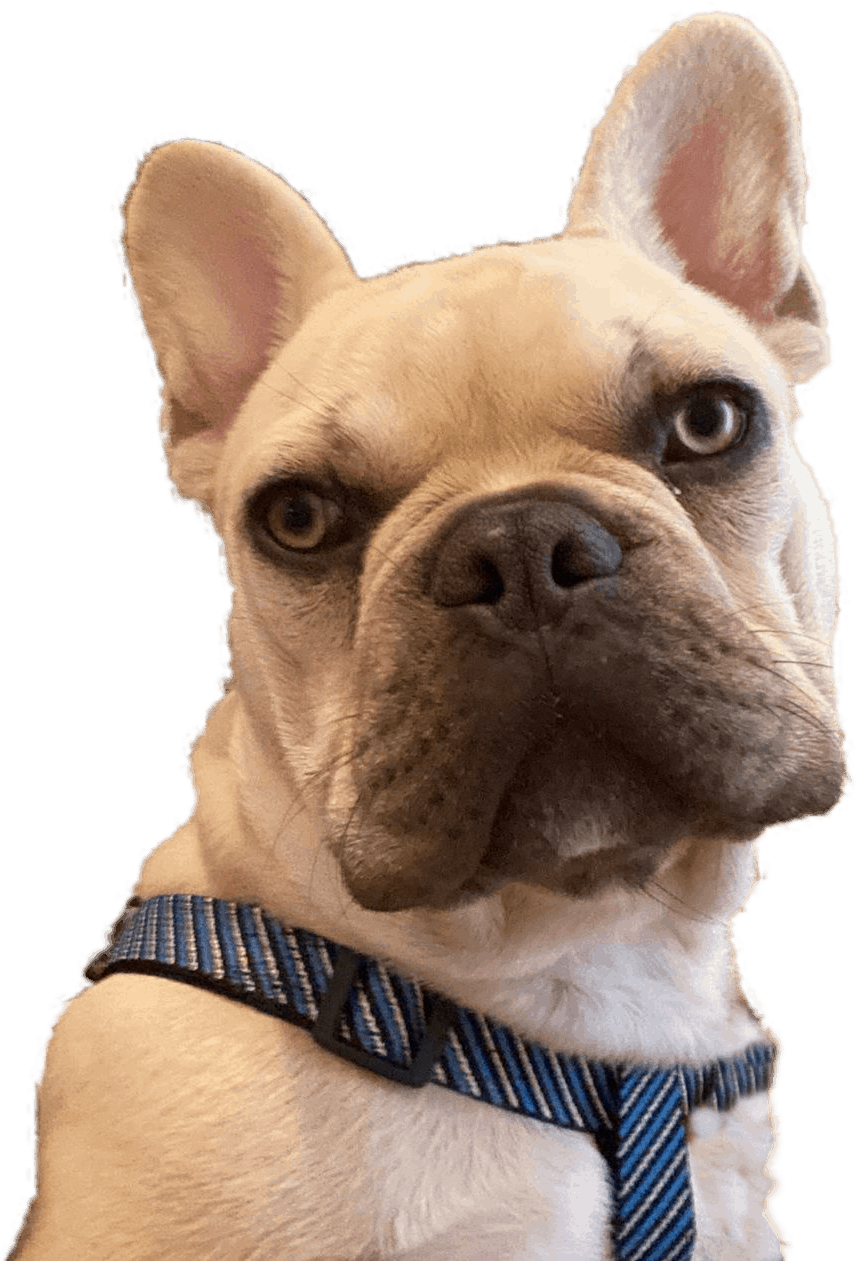 French Bulldog Puppies Scottsdale Az / Account Suspended