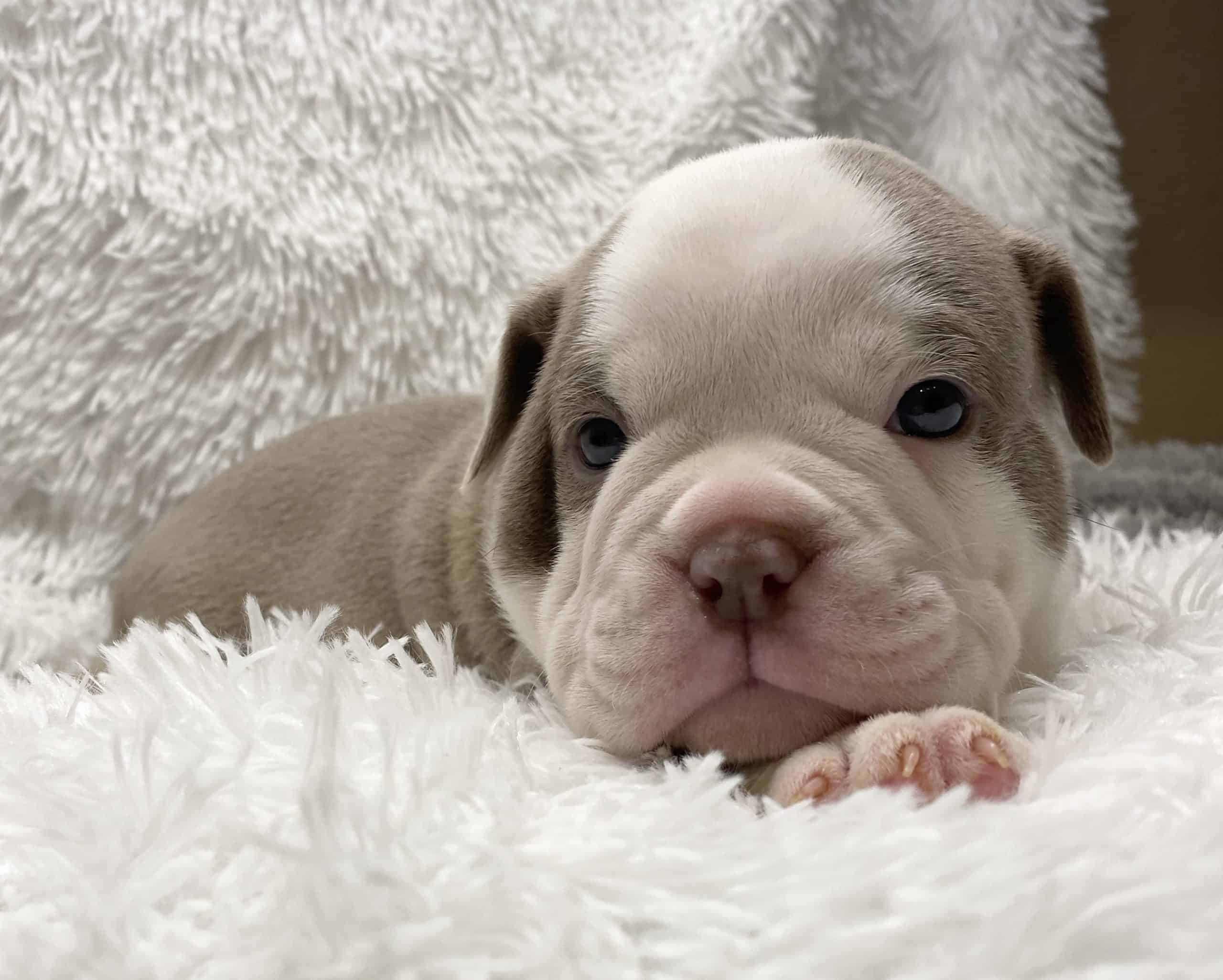 Samson - Buckeye AZ Bulldogges